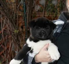 American Akita girl from Russia