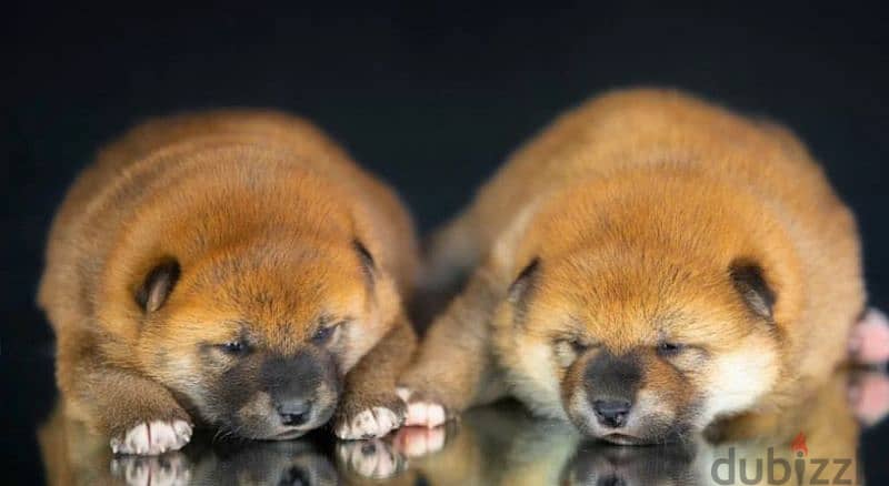 Mini Akita Shiba Inu puppies From Russia 1