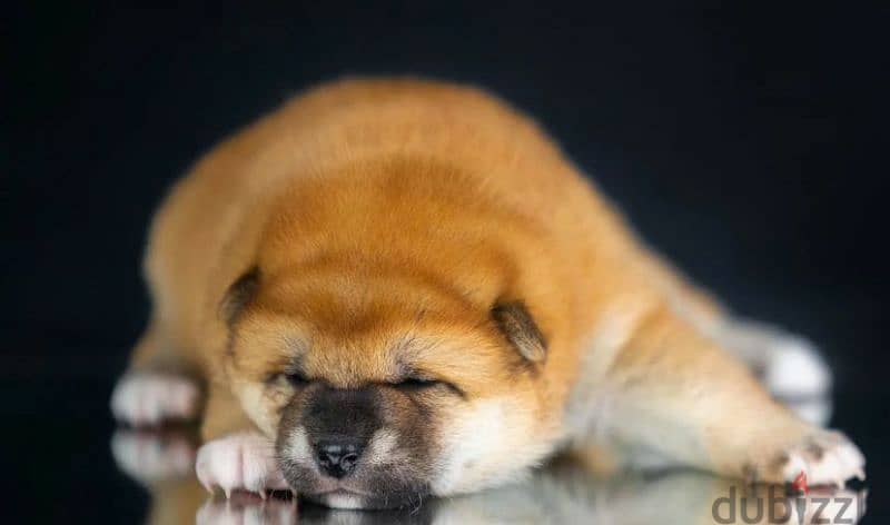 Mini Akita Shiba Inu puppies From Russia 3