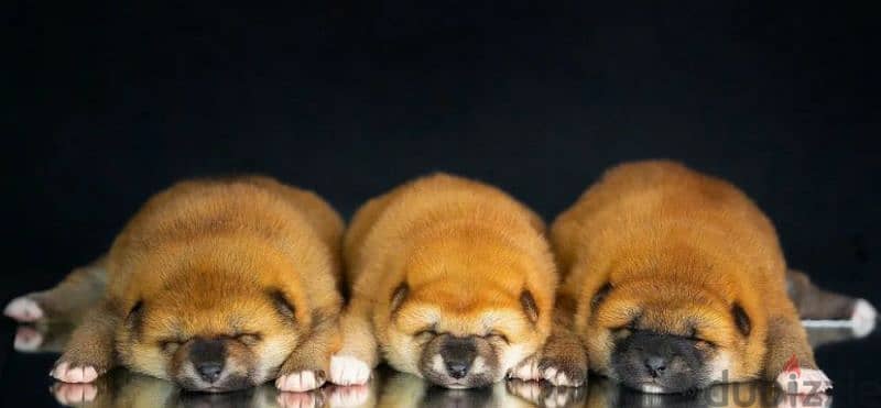 Mini Akita Shiba Inu puppies From Russia 4