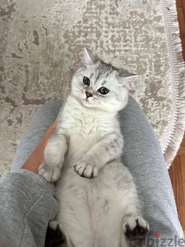 Pure Scottish Fold kitten 120 days سكوتش 0