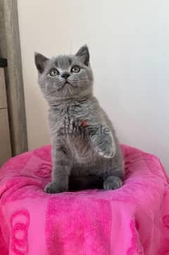 Scottish Fold Kitten 50 Days Old