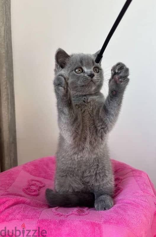 Scottish Fold Kitten 50 Days Old 1