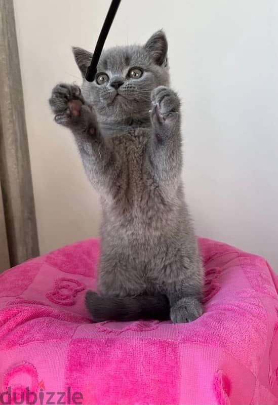 Scottish Fold Kitten 50 Days Old 2