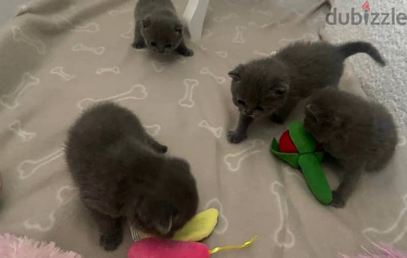 Scottish Fold Kitten 50 Days Old 3