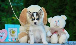 pomsky puppy Male from Russia 0