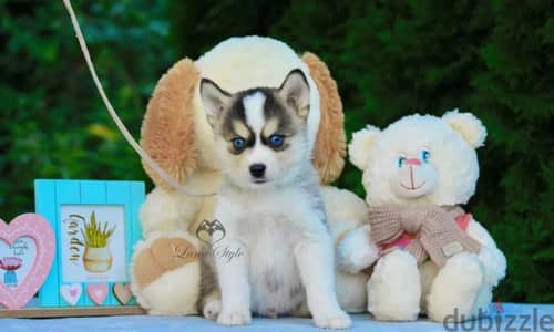 pomsky puppy Male from Russia