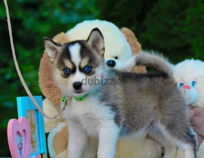 pomsky puppy Male from Russia 1