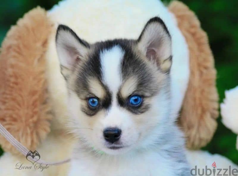 pomsky puppy Male from Russia 2