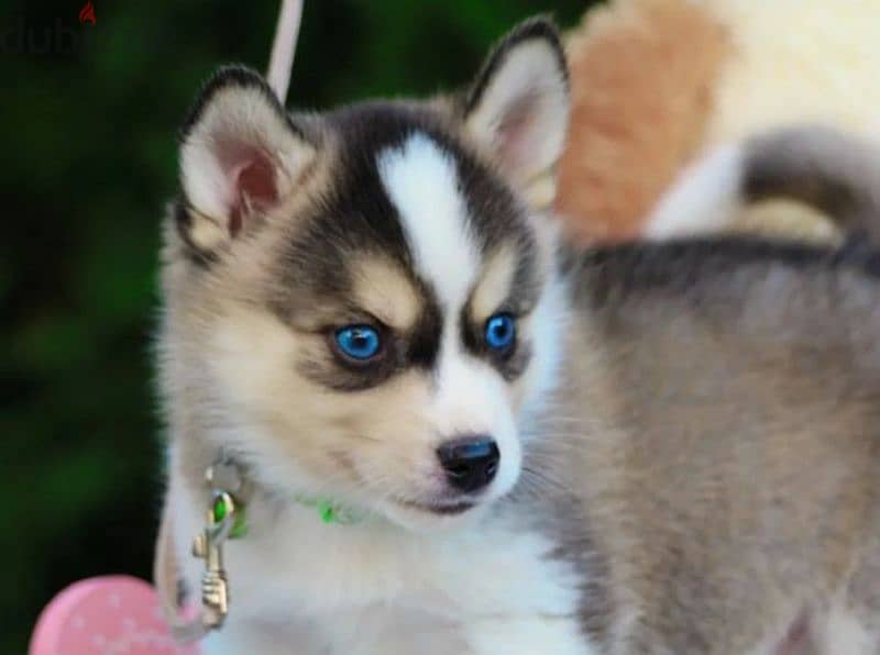 pomsky puppy Male from Russia 3