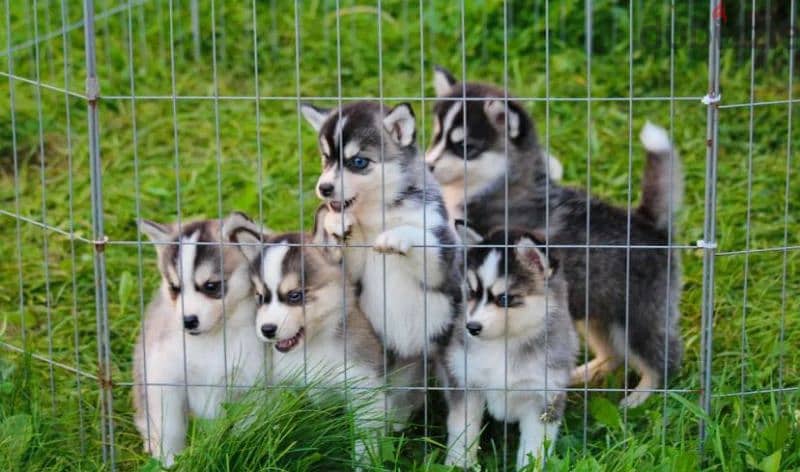 pomsky puppy Male from Russia 4