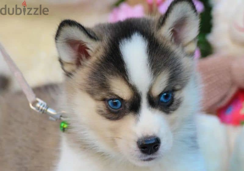 pomsky puppy Male from Russia 5