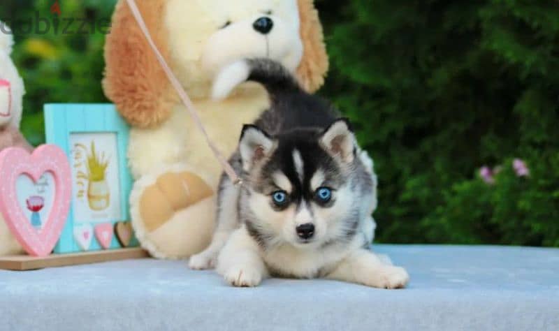 pomsky puppy Male from Russia 6