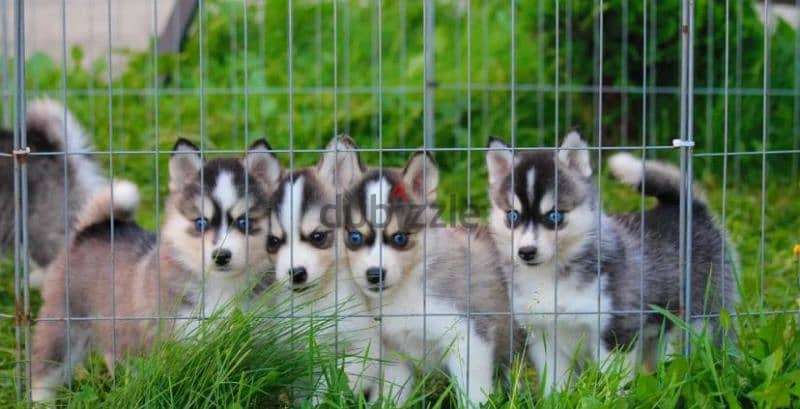 pomsky puppy Male from Russia 7