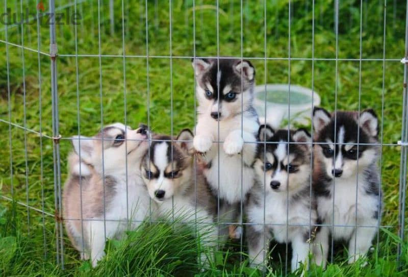 pomsky puppy Male from Russia 8