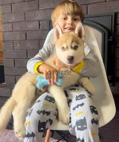 husky fawn girl from Russia