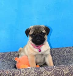 Bright apricot pug females puppies From Russia