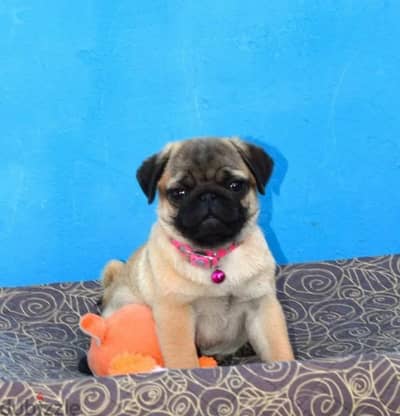 Bright apricot pug females puppies From Russia