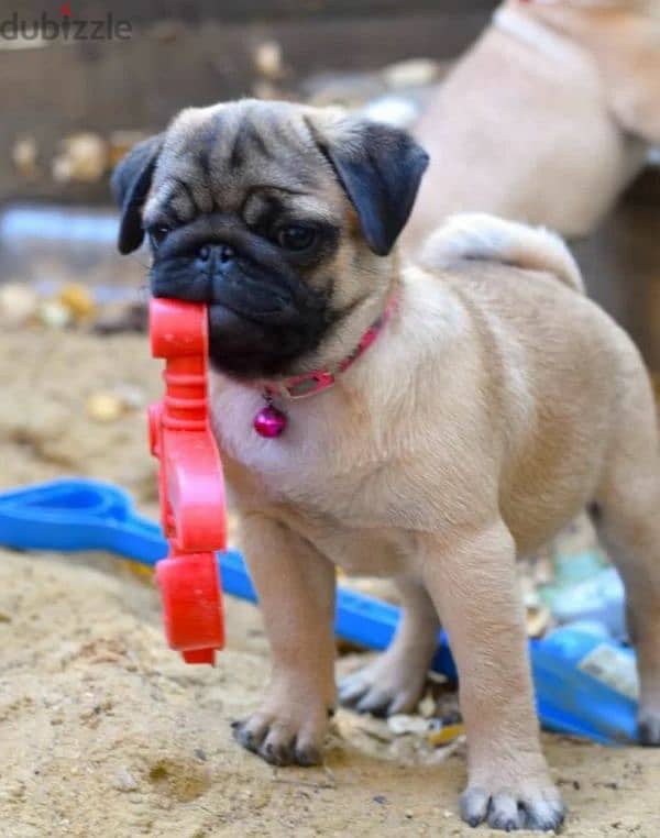 Bright apricot pug females puppies From Russia 1