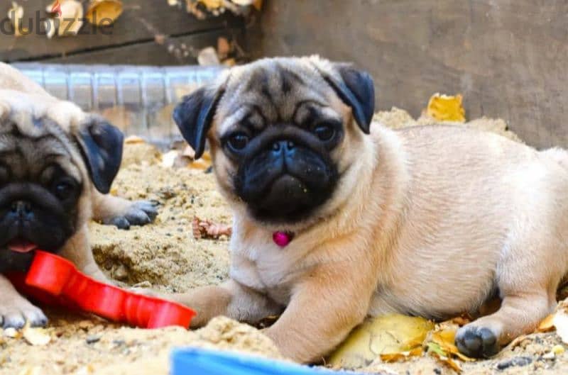 Bright apricot pug females puppies From Russia 2