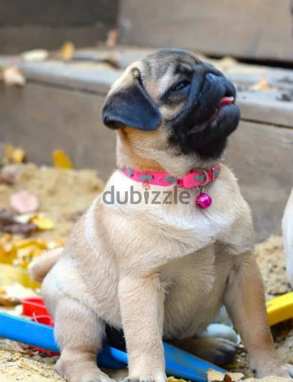 Bright apricot pug females puppies From Russia 3