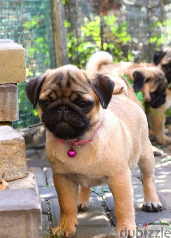 Bright apricot pug females puppies From Russia 4