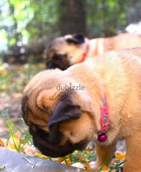 Bright apricot pug females puppies From Russia 5