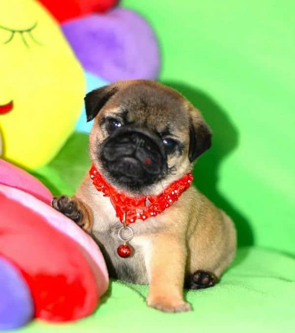 Bright apricot pug females puppies From Russia 6