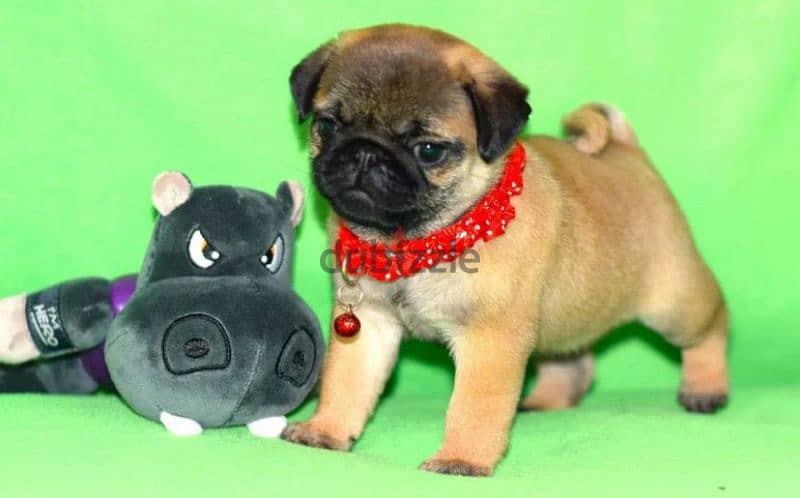 Bright apricot pug females puppies From Russia 7