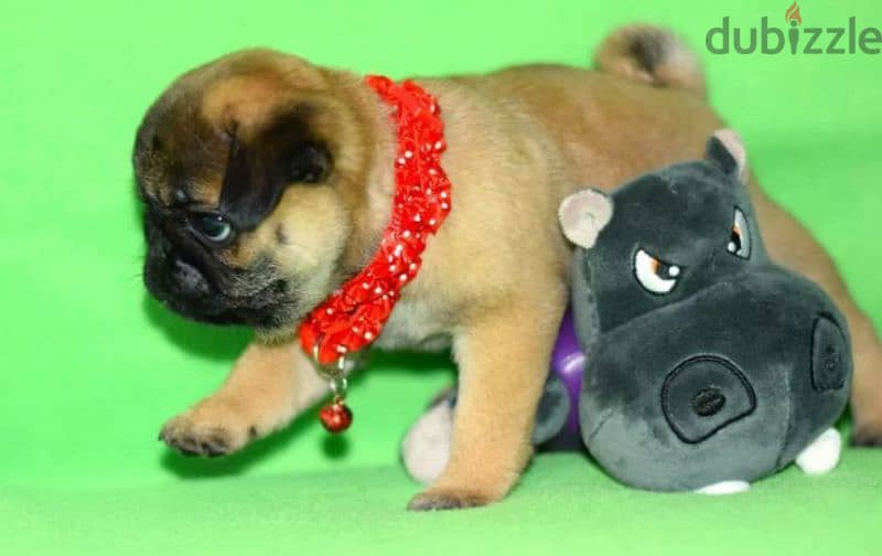 Bright apricot pug females puppies From Russia 8