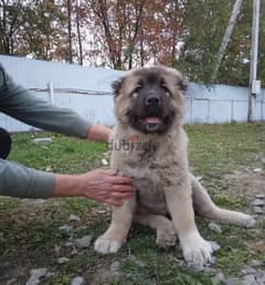 A wonderful female Caucasian shepherd from Russia 0