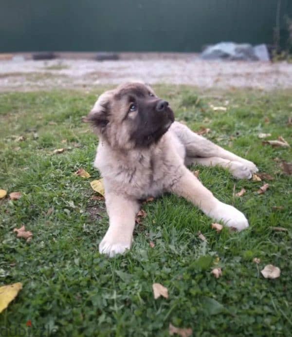 A wonderful female Caucasian shepherd from Russia 1