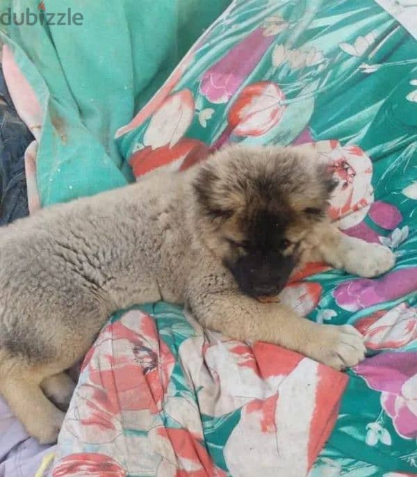 A wonderful female Caucasian shepherd from Russia 2