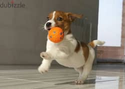 Jack Russell terrier boy from Russia 0