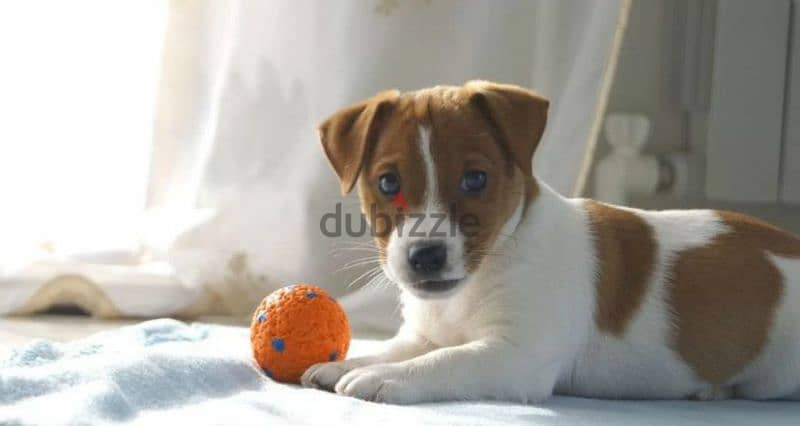 Jack Russell terrier boy from Russia 1