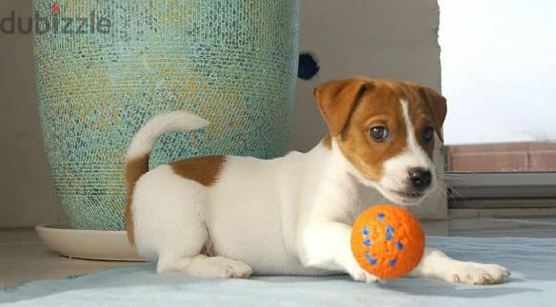 Jack Russell terrier boy from Russia 2