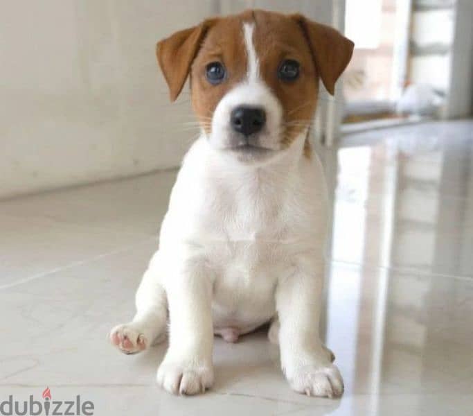 Jack Russell terrier boy from Russia 4