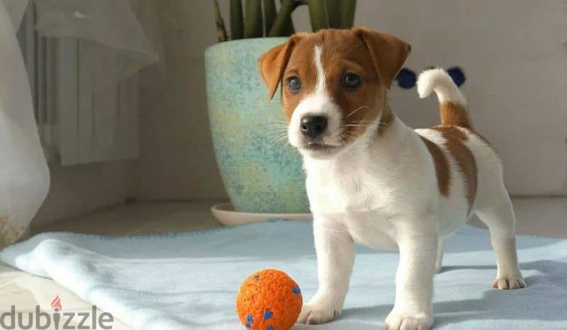 Jack Russell terrier boy from Russia 5