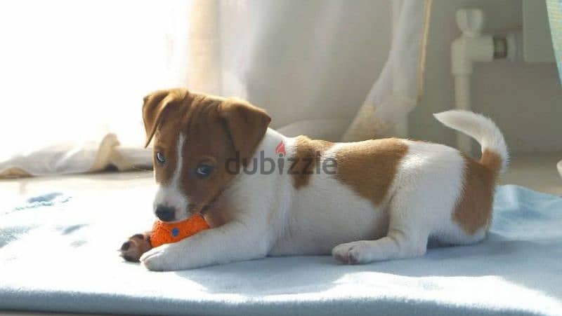 Jack Russell terrier boy from Russia 7