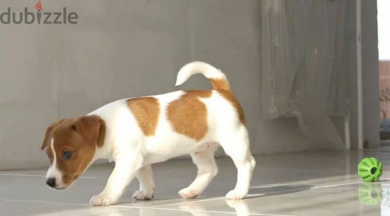 Jack Russell terrier boy from Russia 8