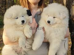 Samoyed puppies females from Russia 0