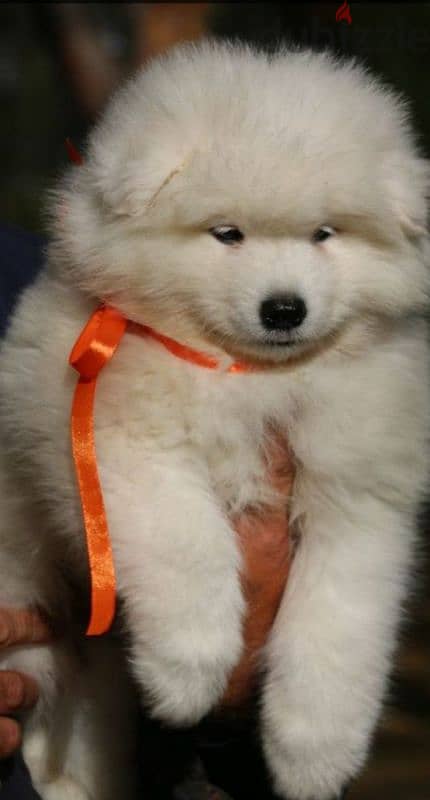 Samoyed puppies females from Russia 1