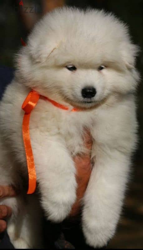 Samoyed puppies females from Russia 2