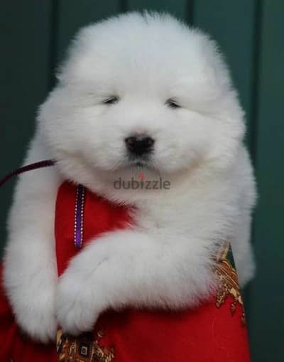 Samoyed puppies inter-mountain type from Russia