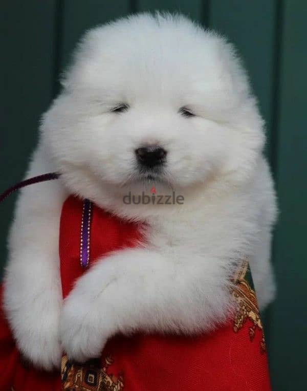 Samoyed puppies inter-mountain type from Russia 0