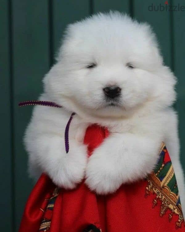 Samoyed puppies inter-mountain type from Russia 1