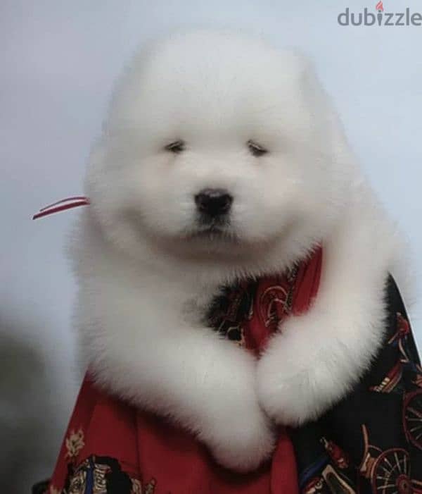 Samoyed puppies inter-mountain type from Russia 2