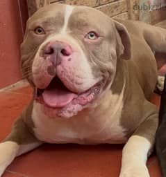 american classic pitbull red nose green eyes