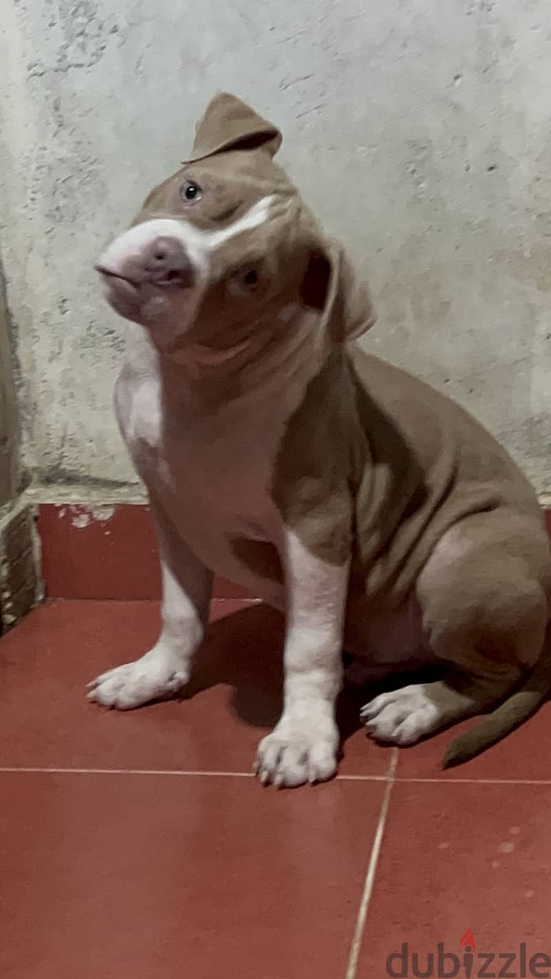 Puppy green eyes red nose pitbull bully 2