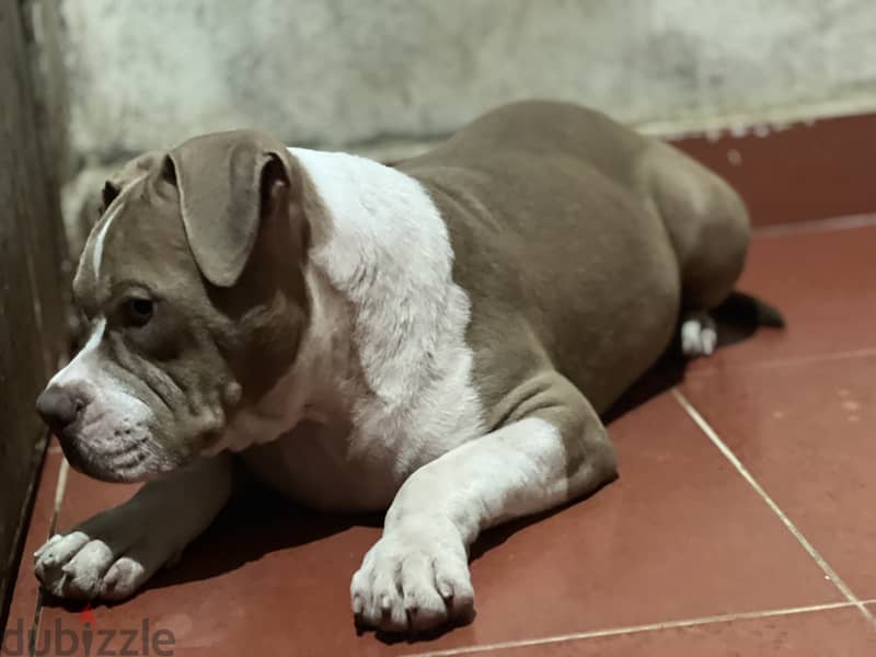 Puppy green eyes red nose pitbull bully 4